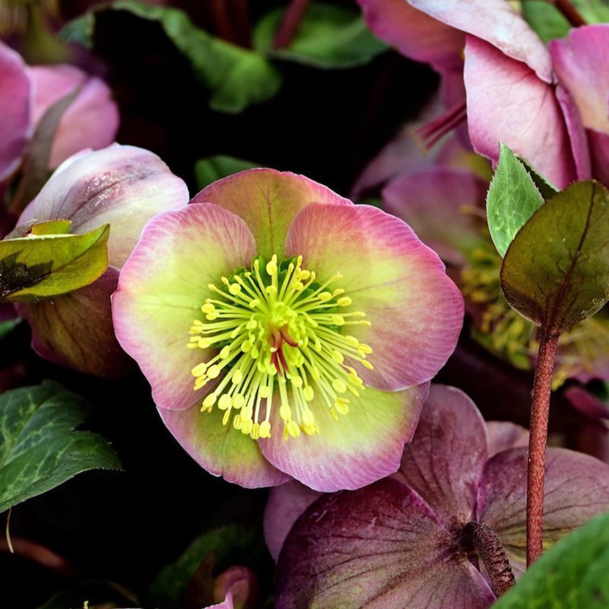 Closeup Of Helleborus Penny