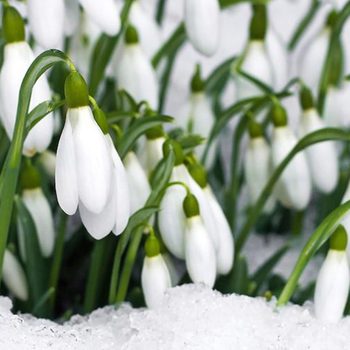 Snowdrop