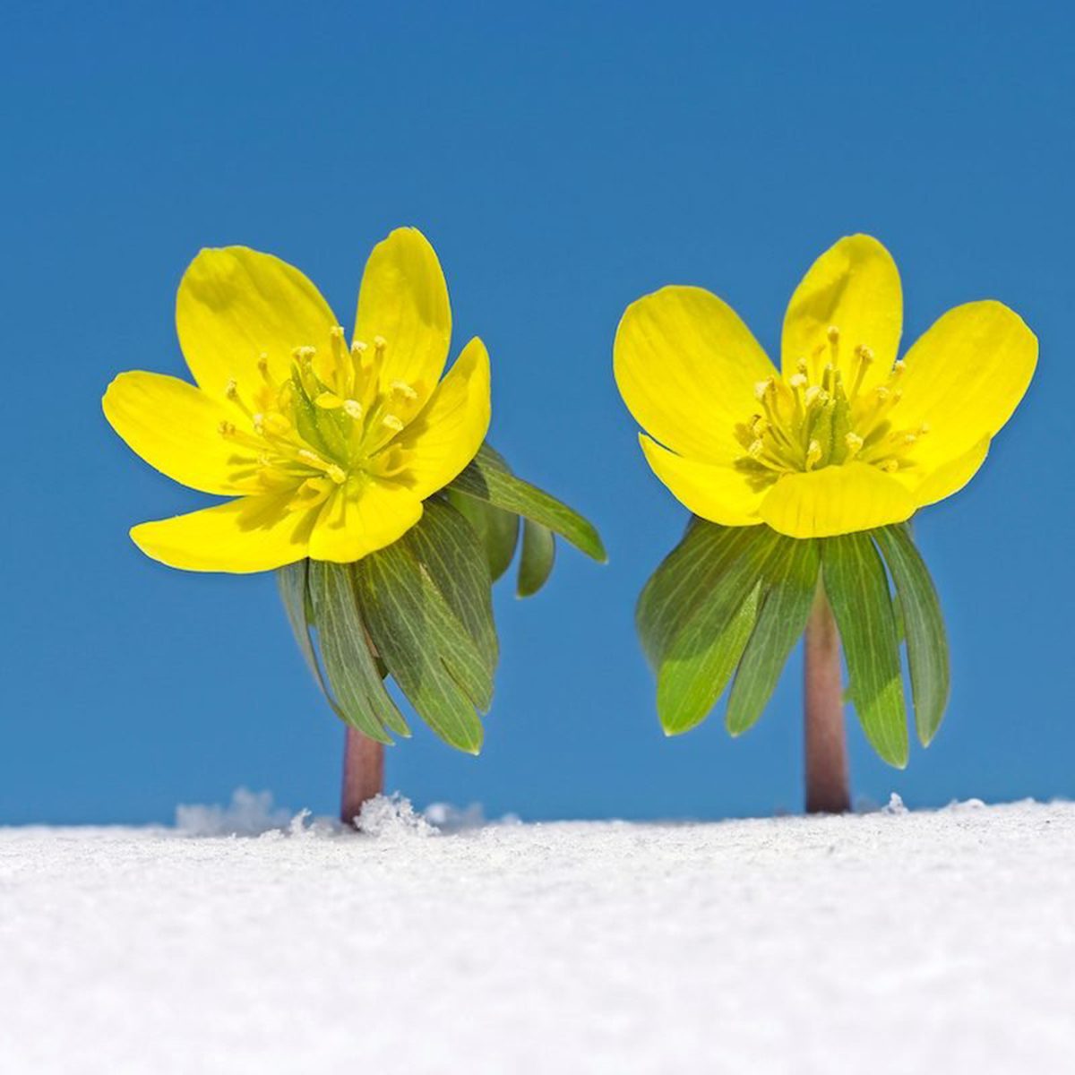 Winter Aconite In Snow, Clear Blue Sky.