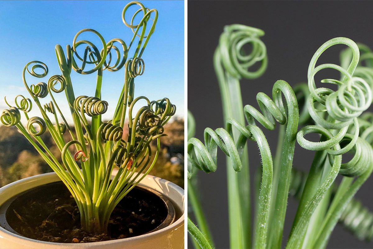 The ‘Frizzle Sizzle’ Is a Houseplant That’ll Make You Happy