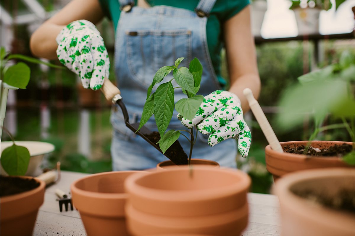 Close Up Of Woman Gardening In Greenhouse Replanting Plant