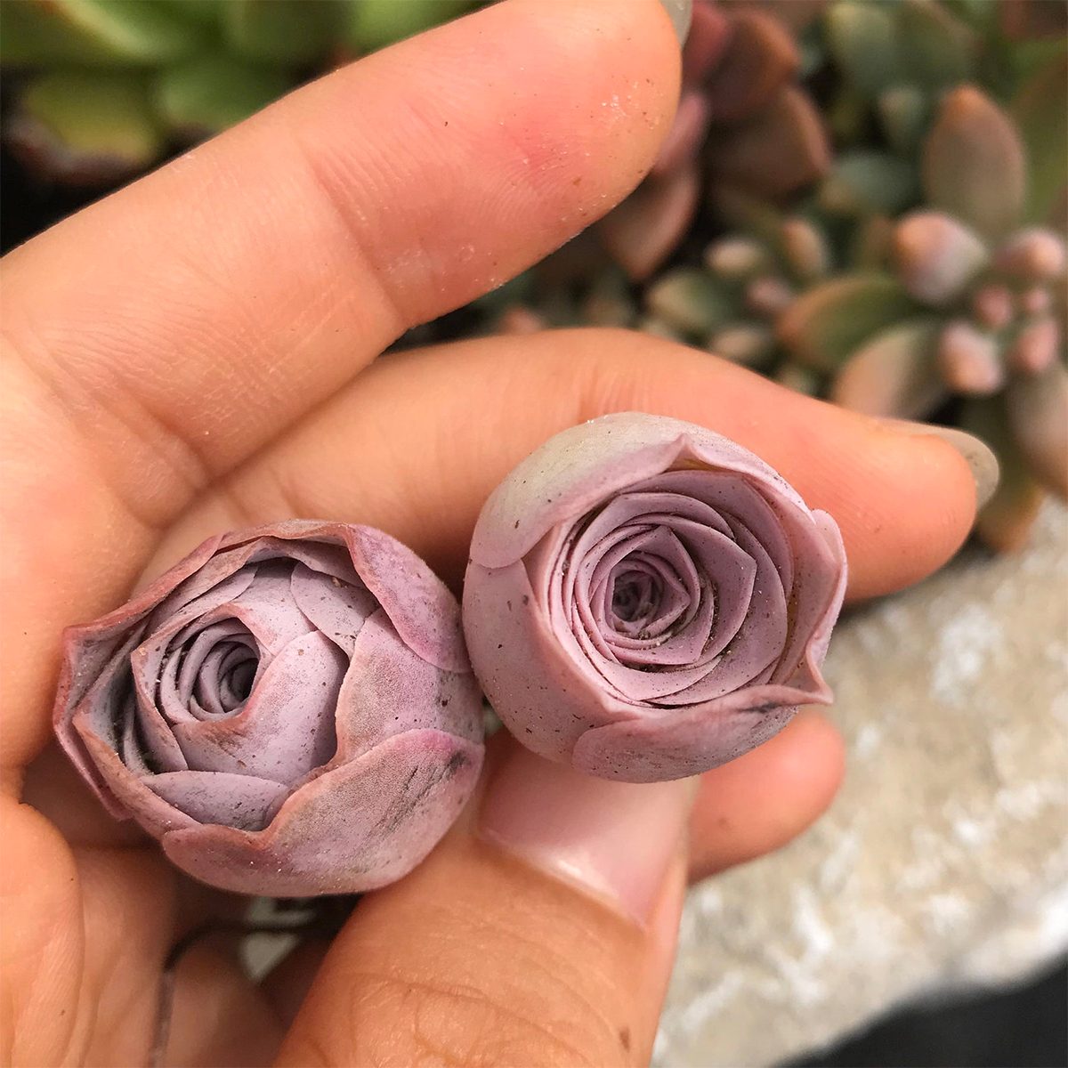 Pink Rose Succulents Are Perfect for Houseplant Fans—Here’s Where to Find Them