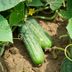 How to Grow Cucumbers in Your Home Garden
