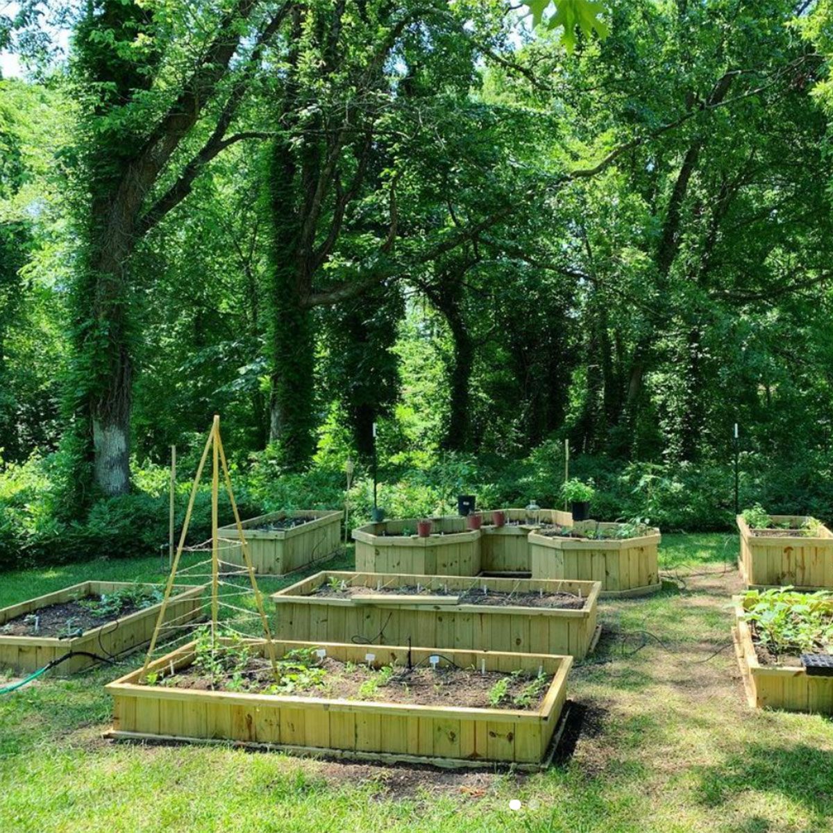 vegetable gardening for beginners The Mocha Gardener Forest Garden Space