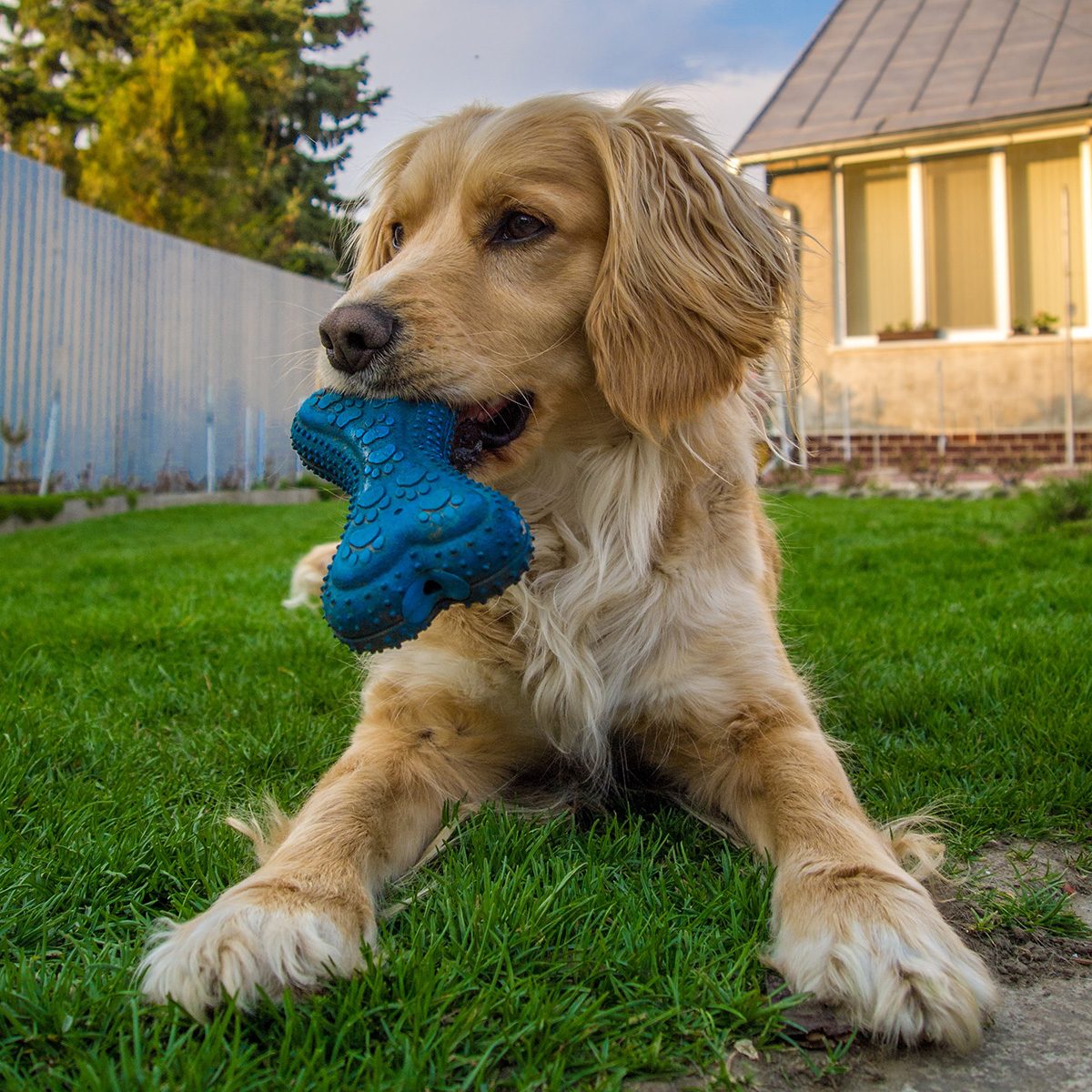 Close Up Of Dog With Rubber Bone In Its Mouth