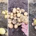 This Gardener Figured Out How to Propagate Potatoes from Store-Bought Spuds