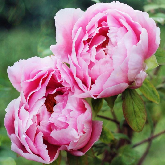 Peonies Gettyimages 626508368