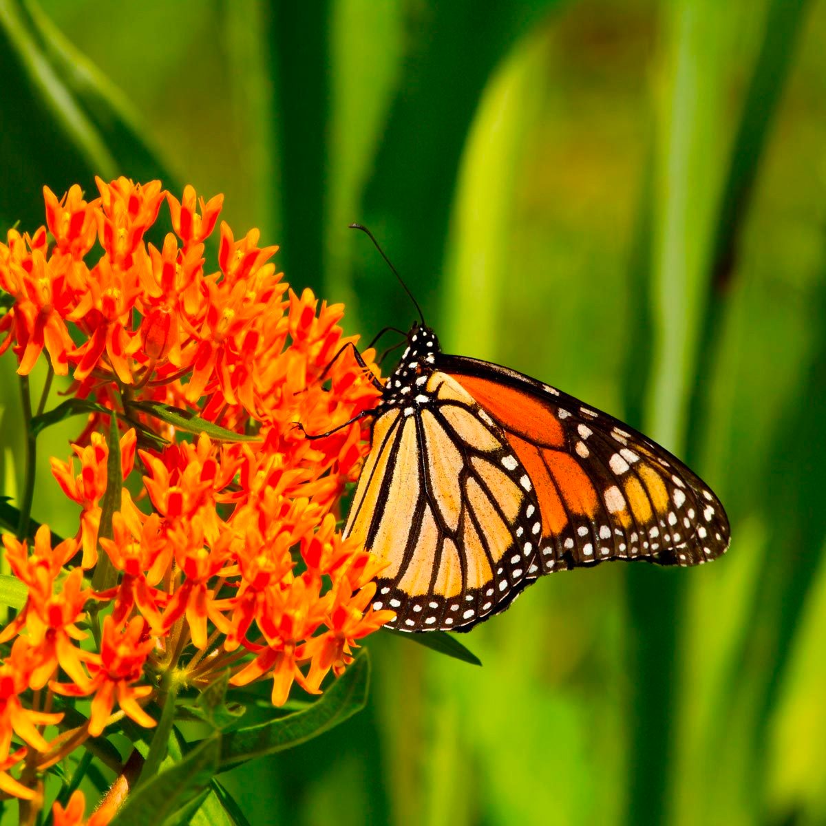 Butterfly Milkweed