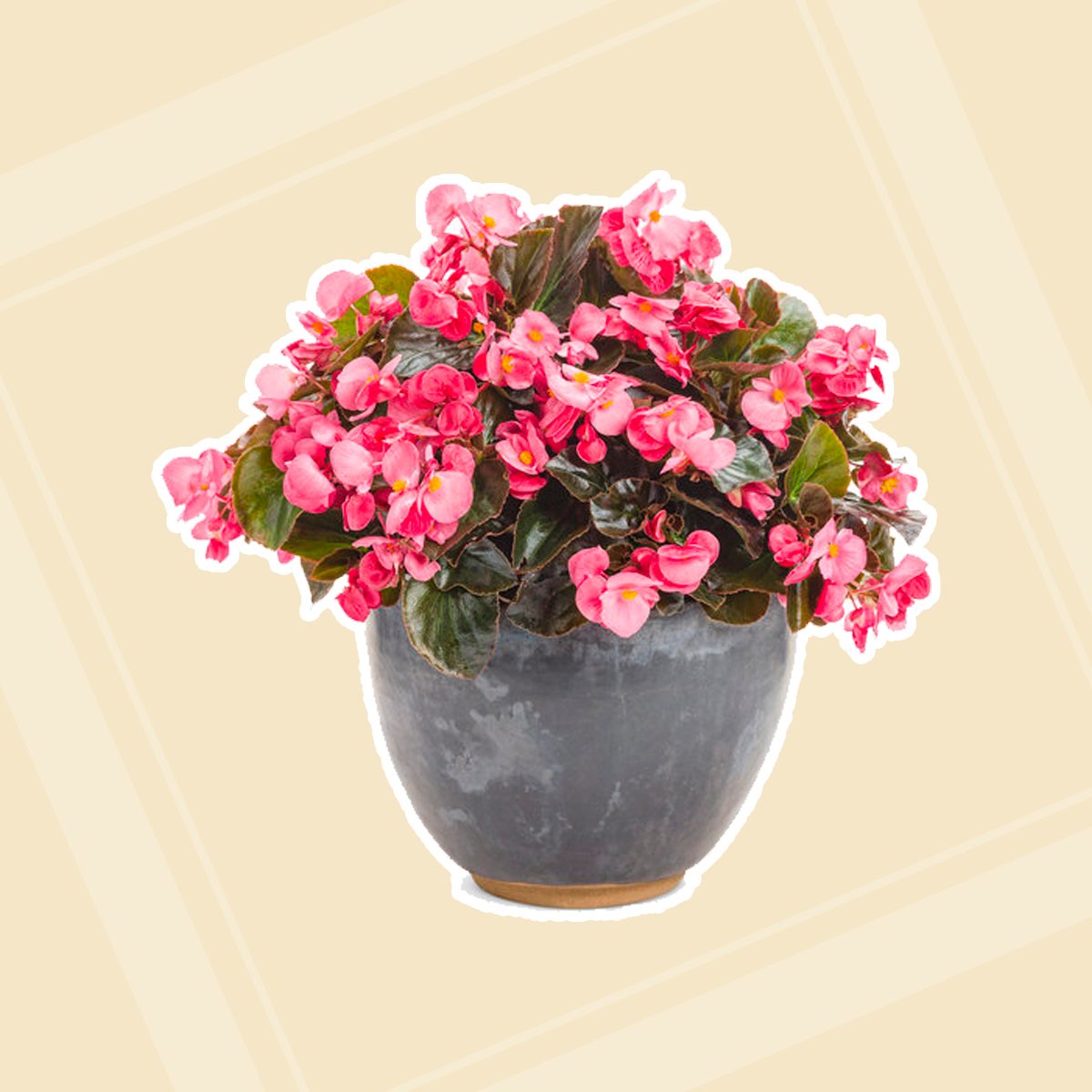 Surefire Rose Begonia Benariensis