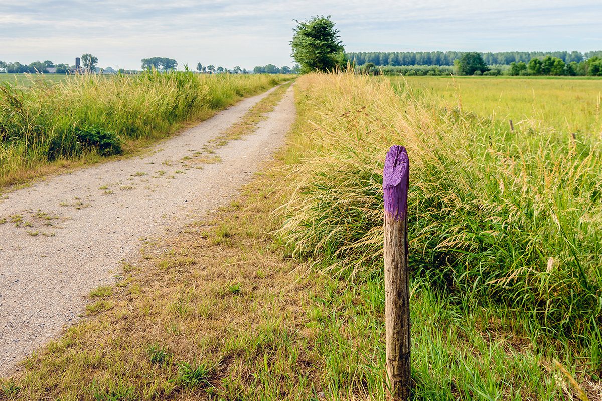If You See a Painted Purple Fence, This Is What It Means