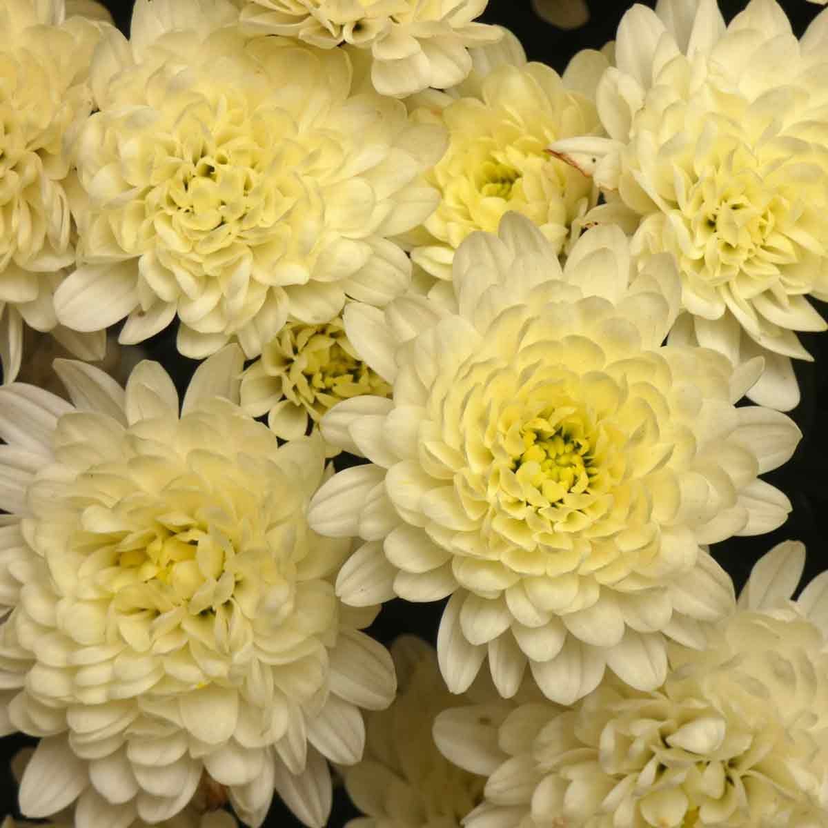 Chrysanthemum