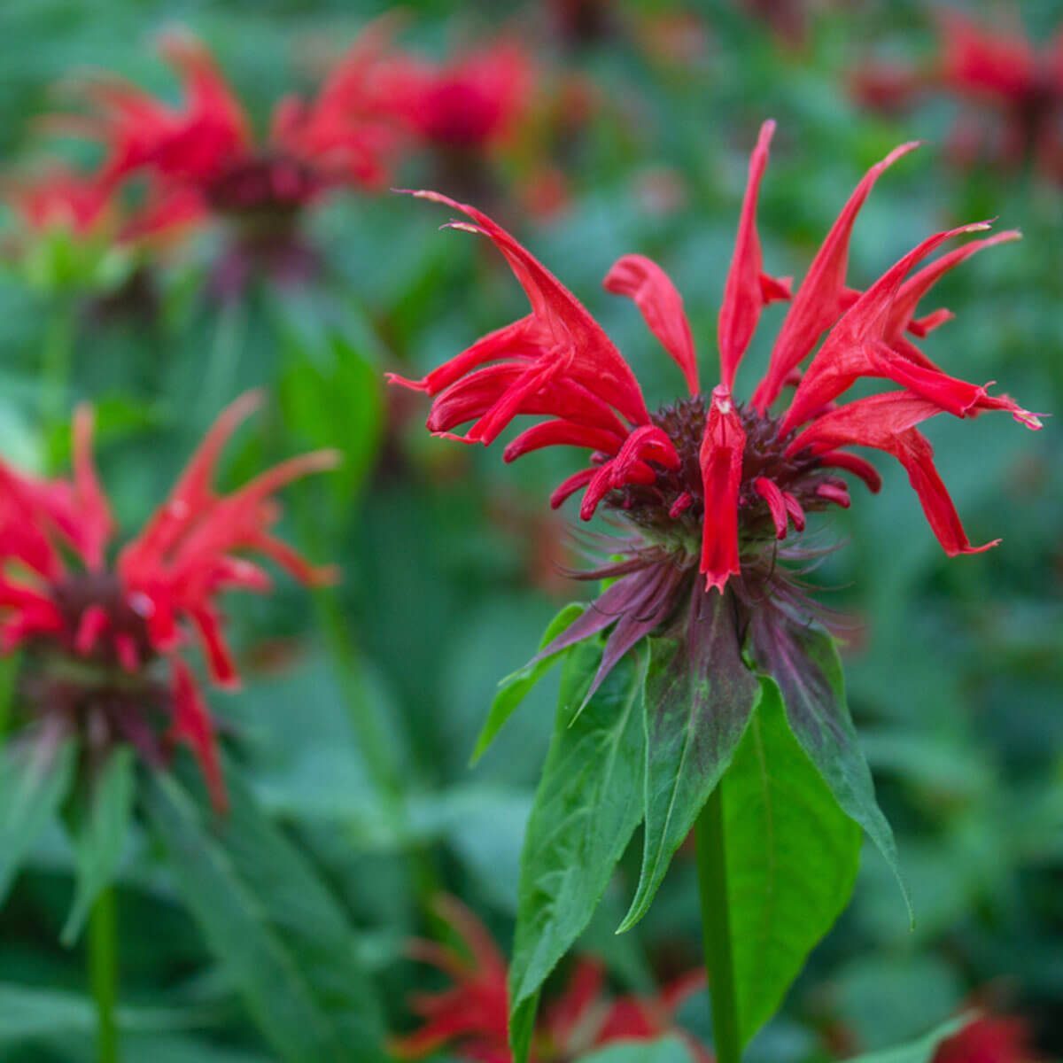bee balm