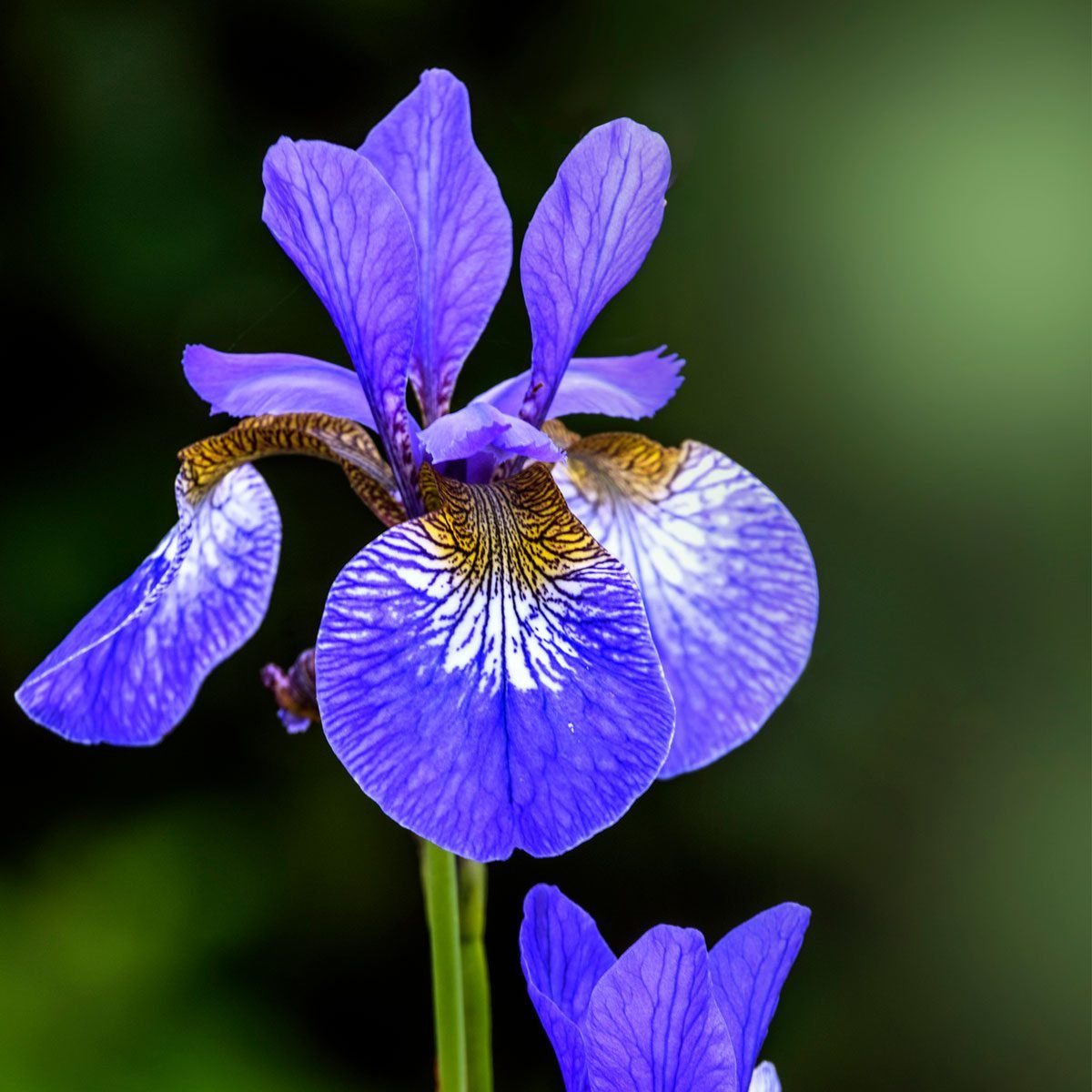 Siberian Iris 