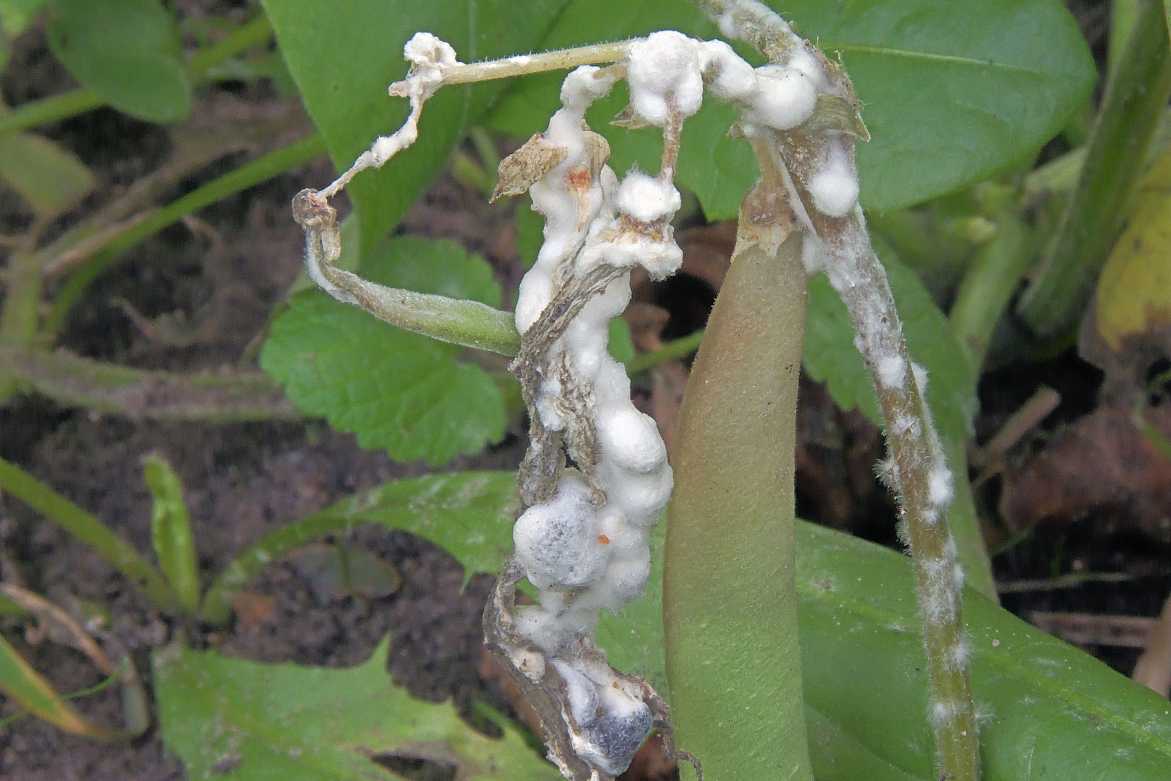 White Mold On Leaf in vegetable garden
