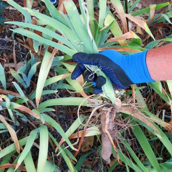 close up of man dividing perennial bulb plant in garden