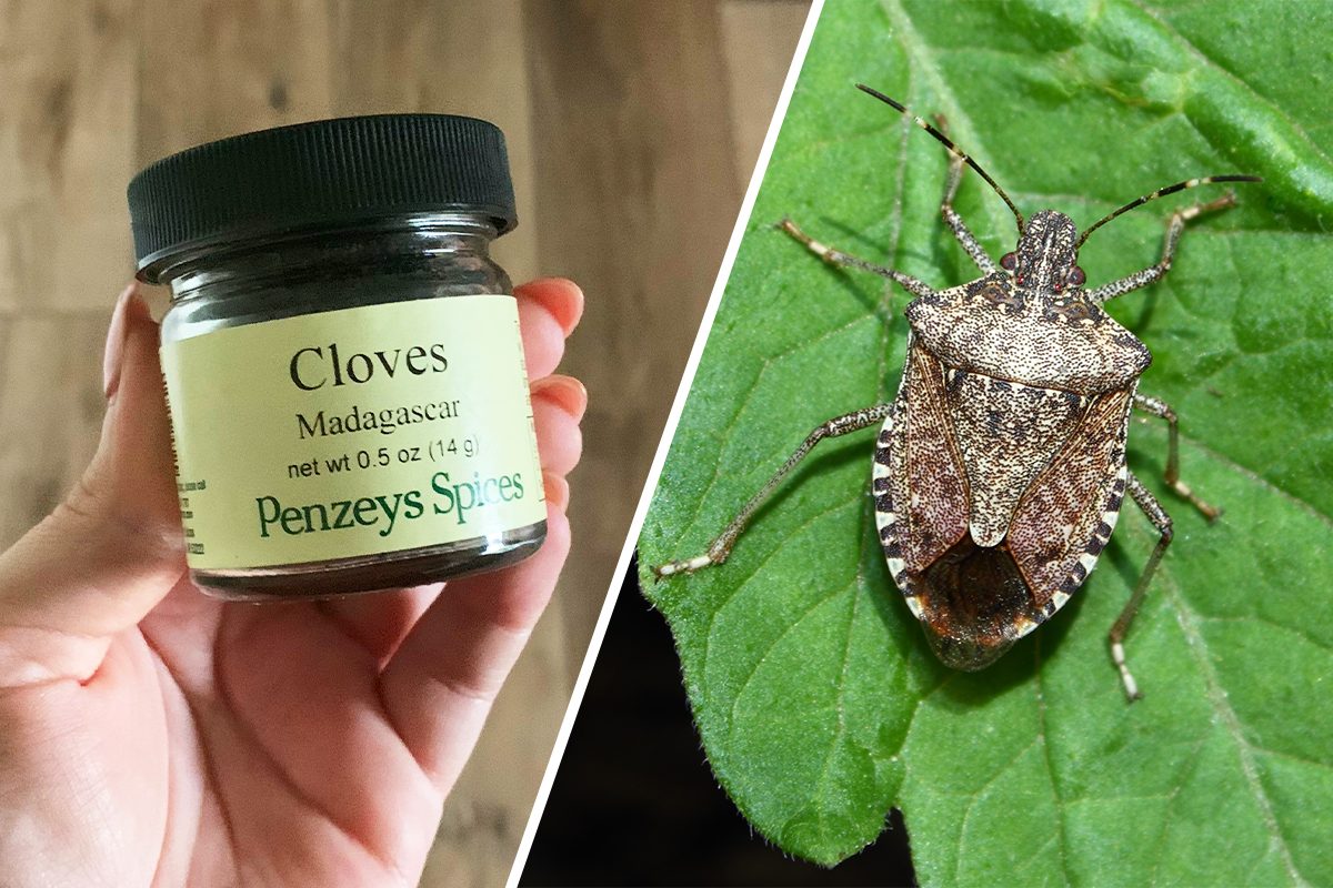 Bottle Of Cloves And Stink Bug