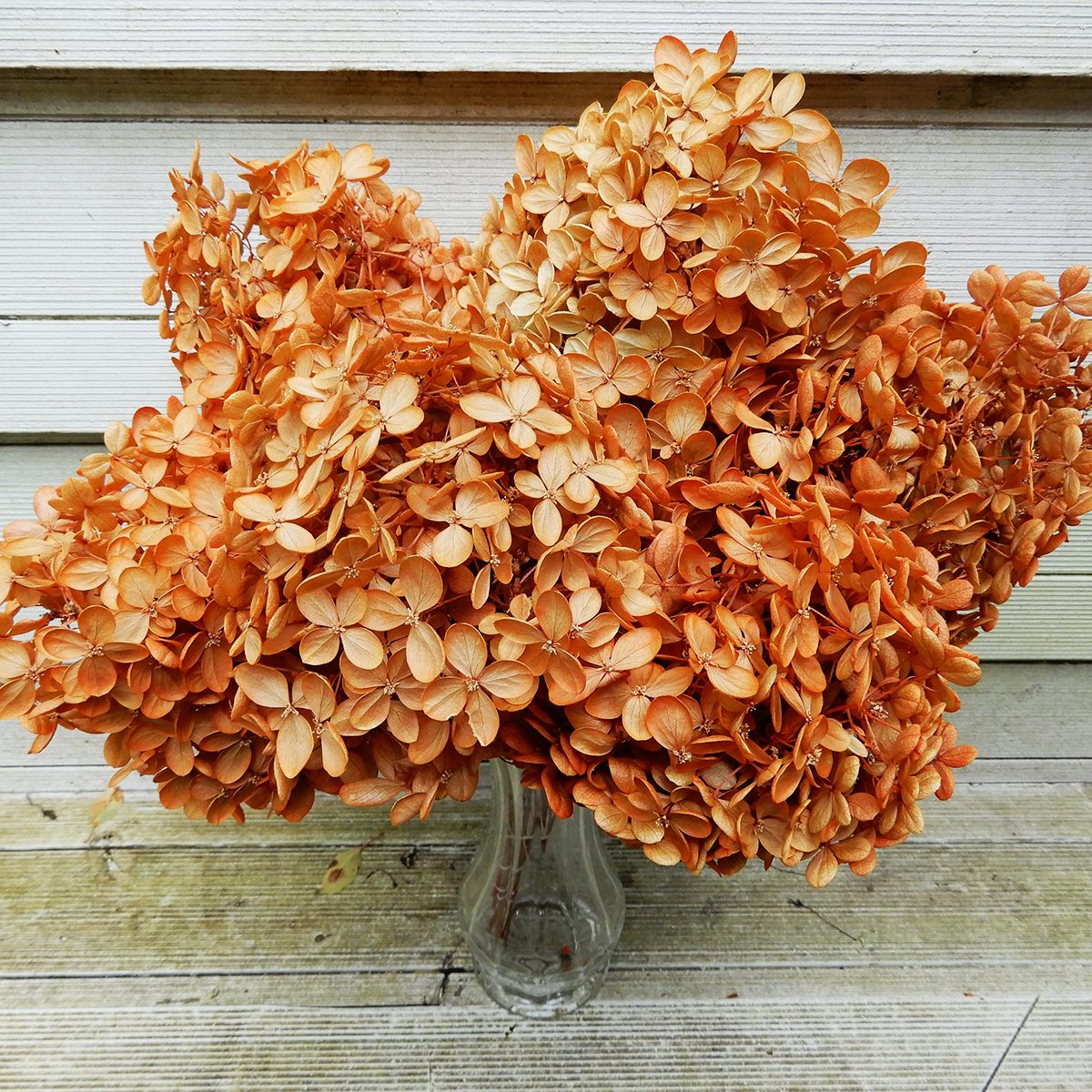 Orange Hydrangeas