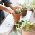 How to Propagate Succulents from a Cutting, Leaf or Pup