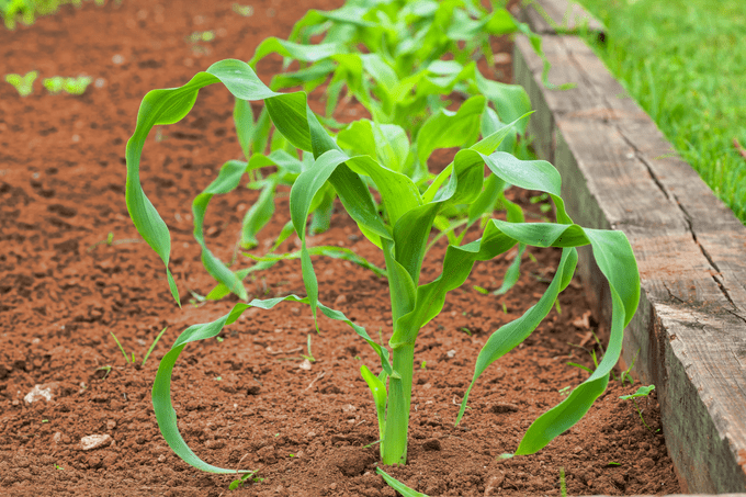 Red Soil Gettyimages 178066984
