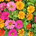 32 Flower Meanings, from Aster to Zinnia