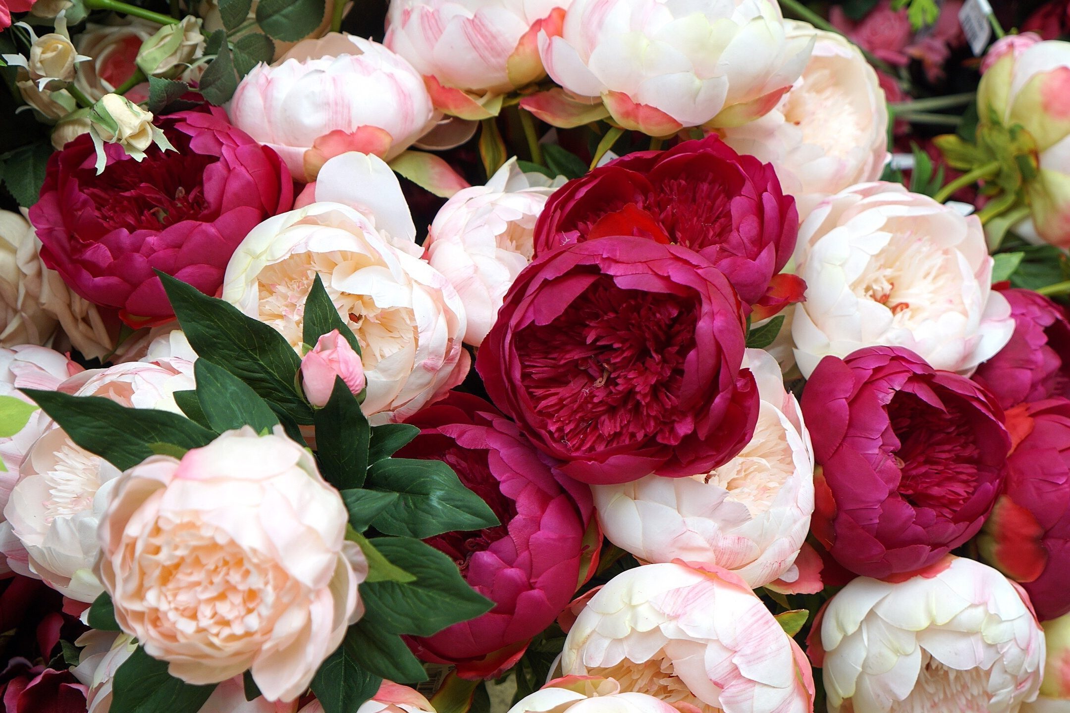 Full Frame Shot Of Various Peonies In Bouquet