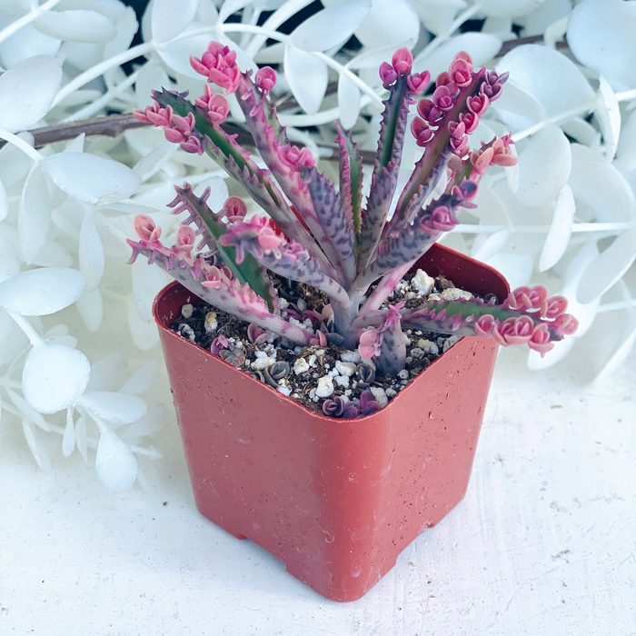 Pink Butterflies Kalanchoe 2 Inch Ecomm Via Etsy.com