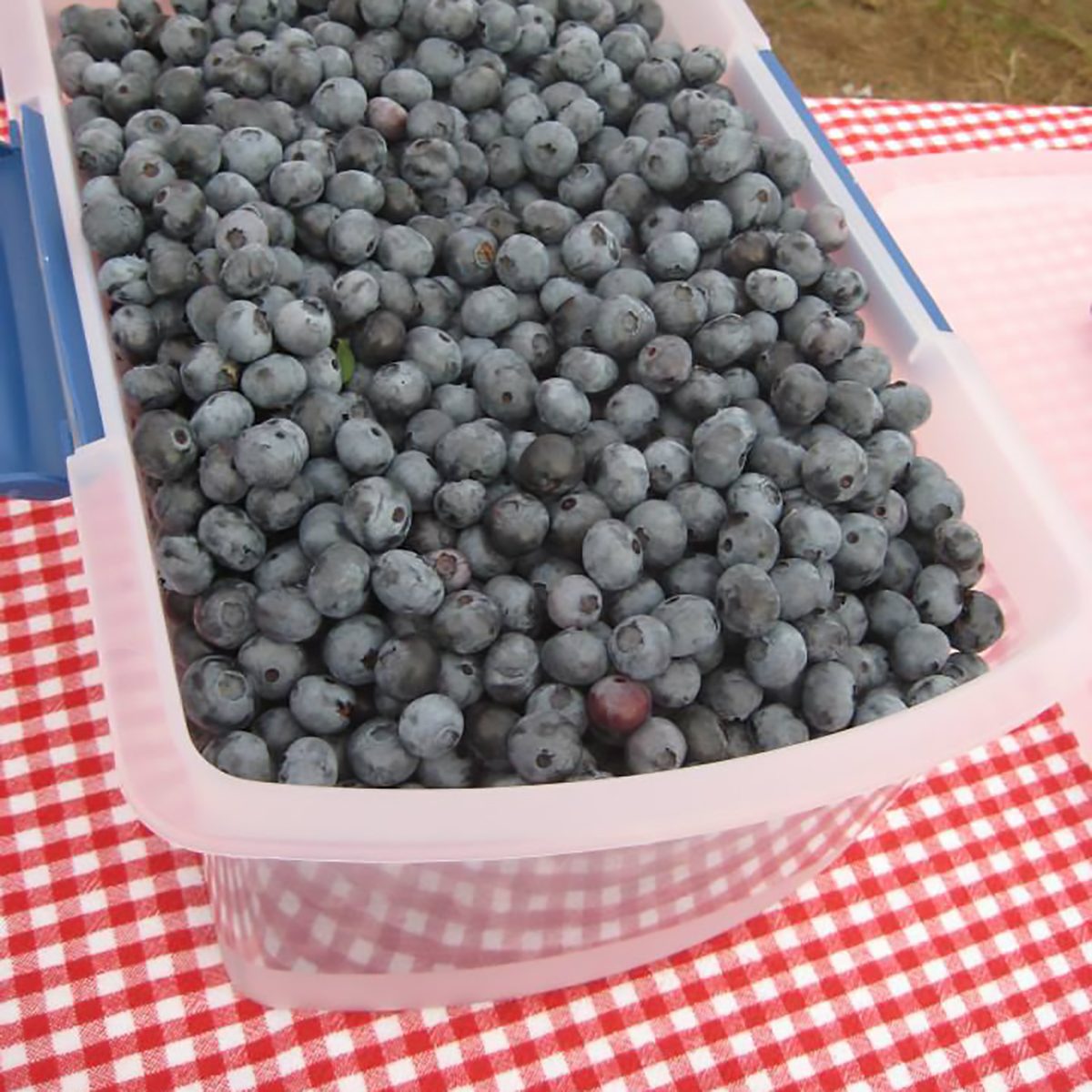 Maple Creek Berry Farm Oklahoma