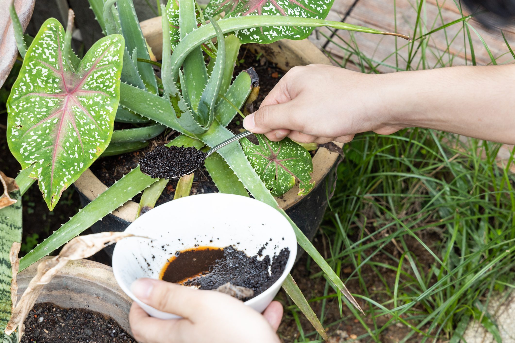 Can I Use Coffee Grounds as Fertilizer?