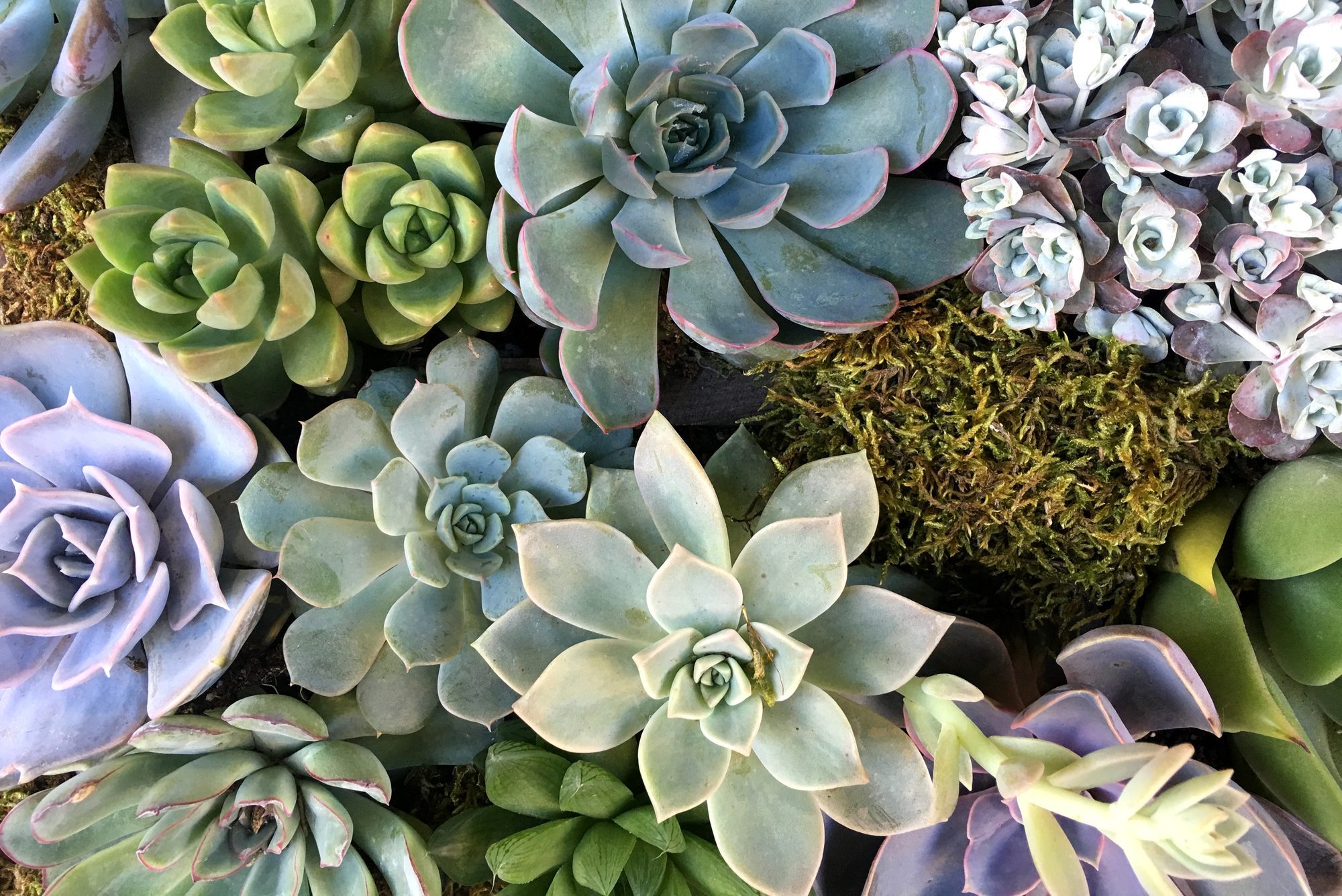 variety of Echeveria succulent plants in a garden