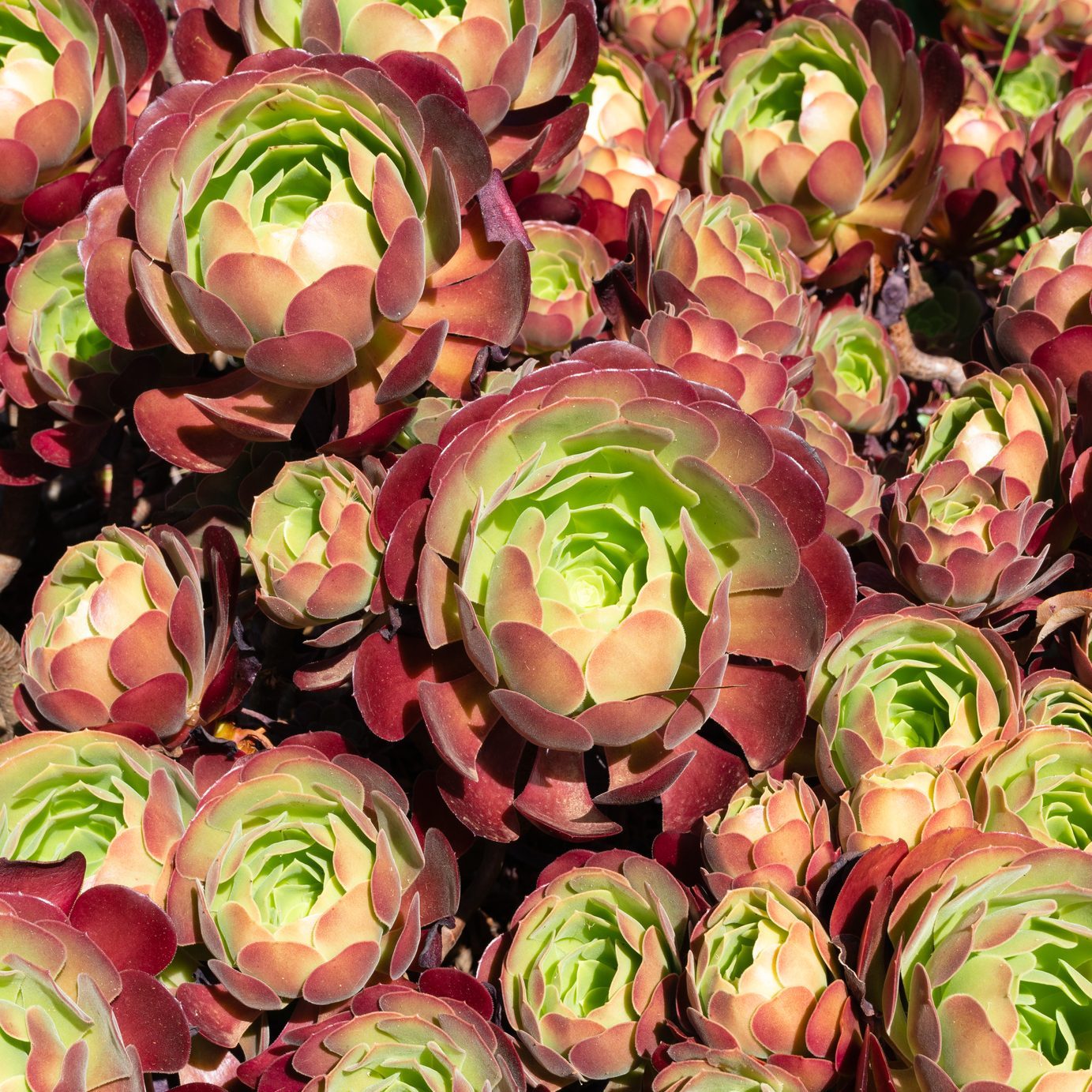 Aeonium plant