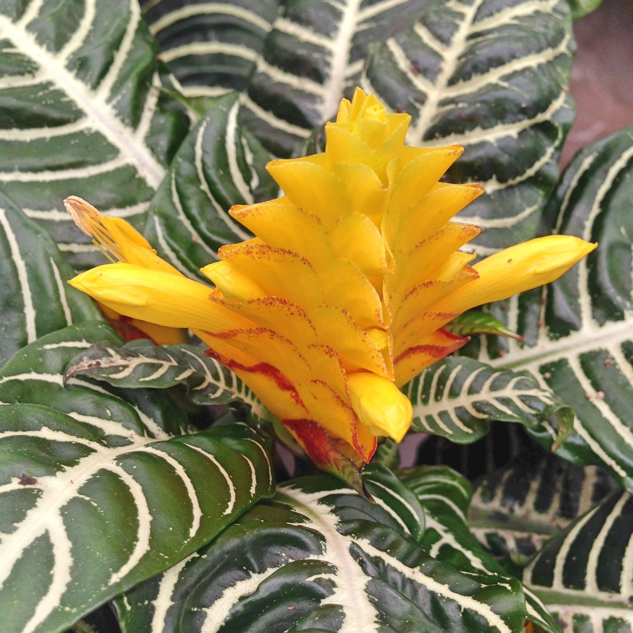 Aphelandra Squarrosa zebra plant