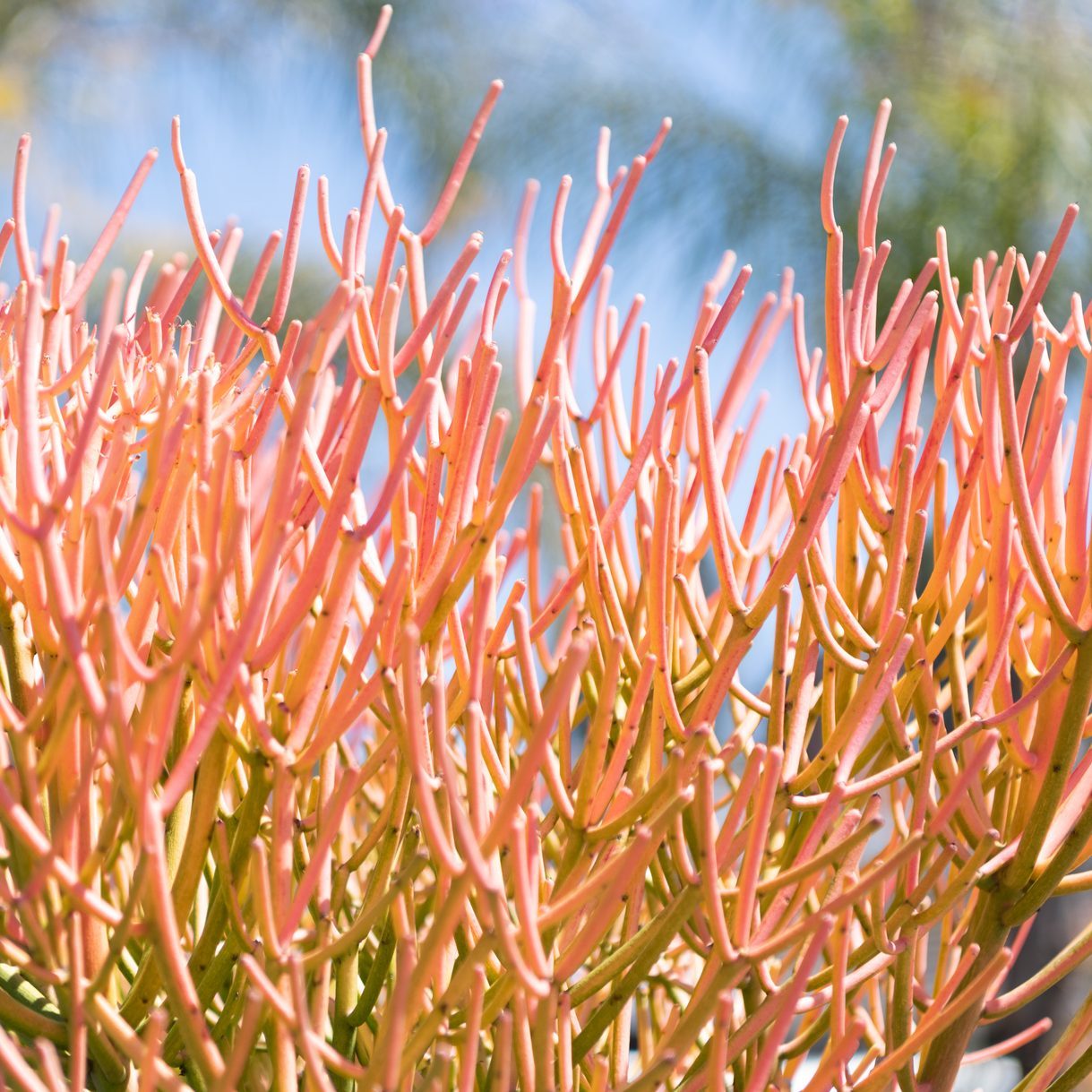 Euphorbia tirucalli with succulent branches natural background