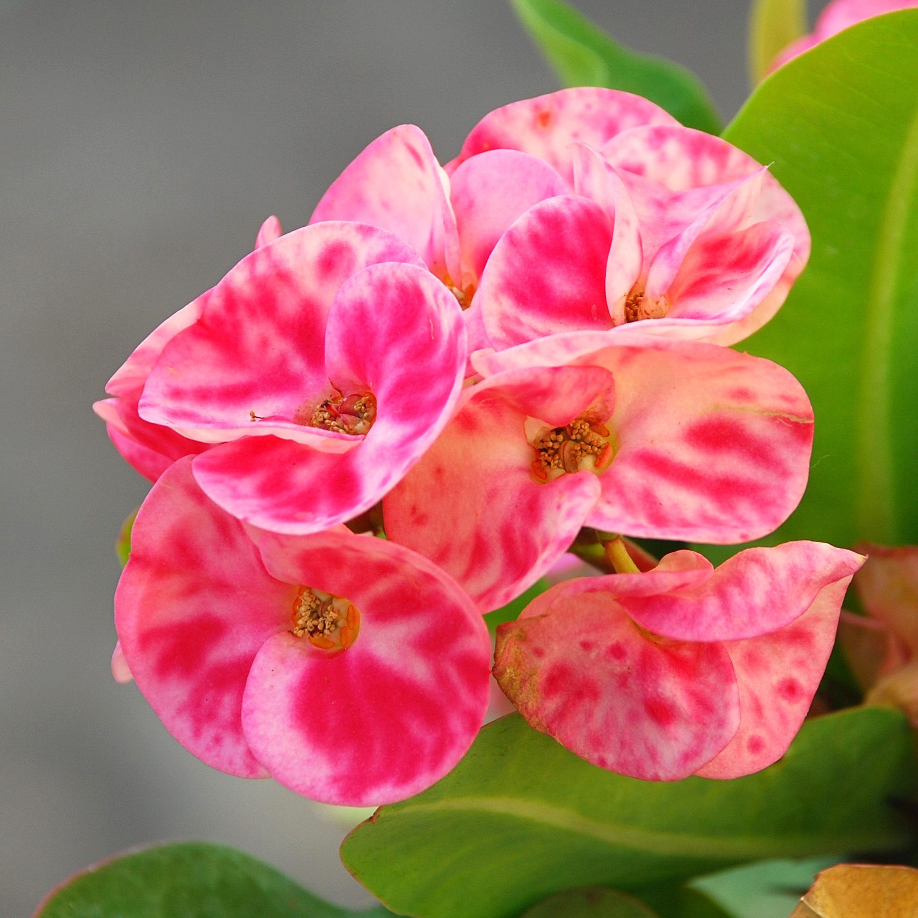 Crown of thorns plant