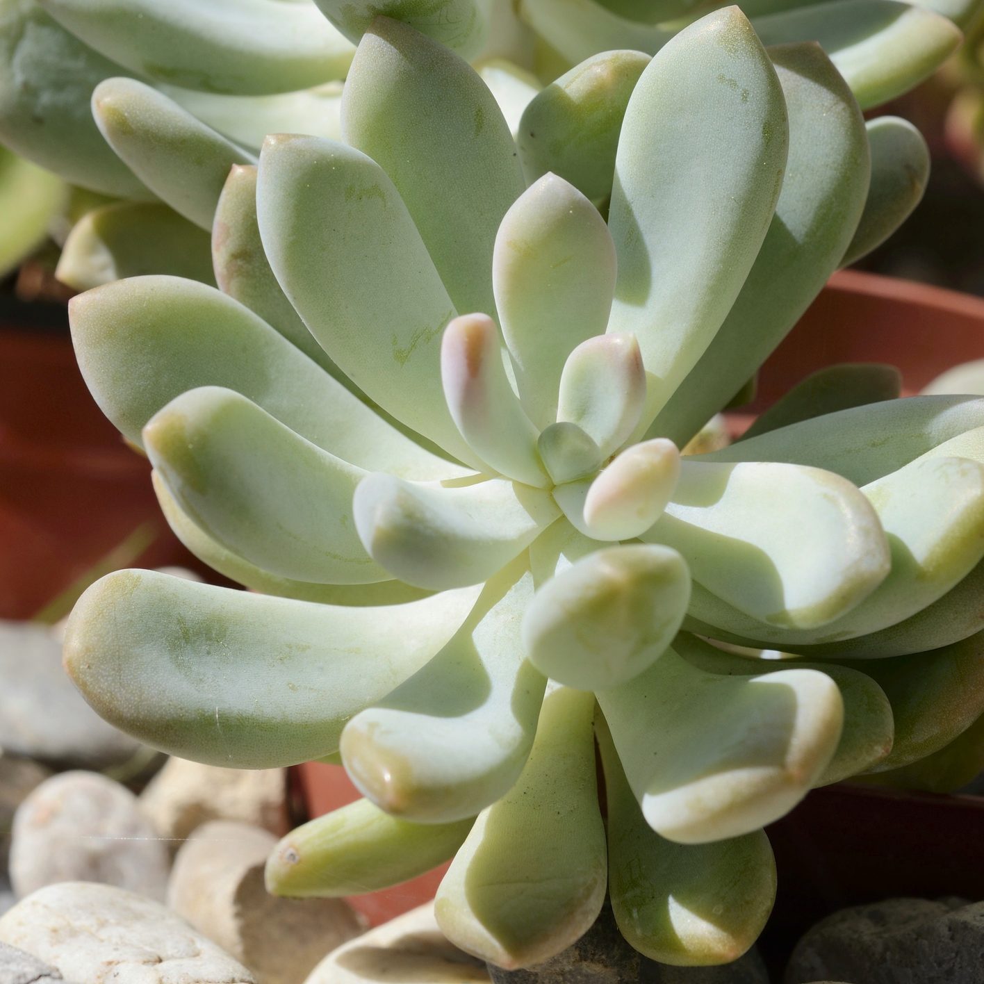 Moonstones or Sugar Almond Plant -Pachyphytum oviferum-, succulent