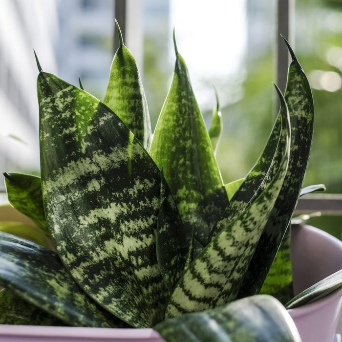 Sansevieria trifasciata or Snake plant in pot at terrace condominium