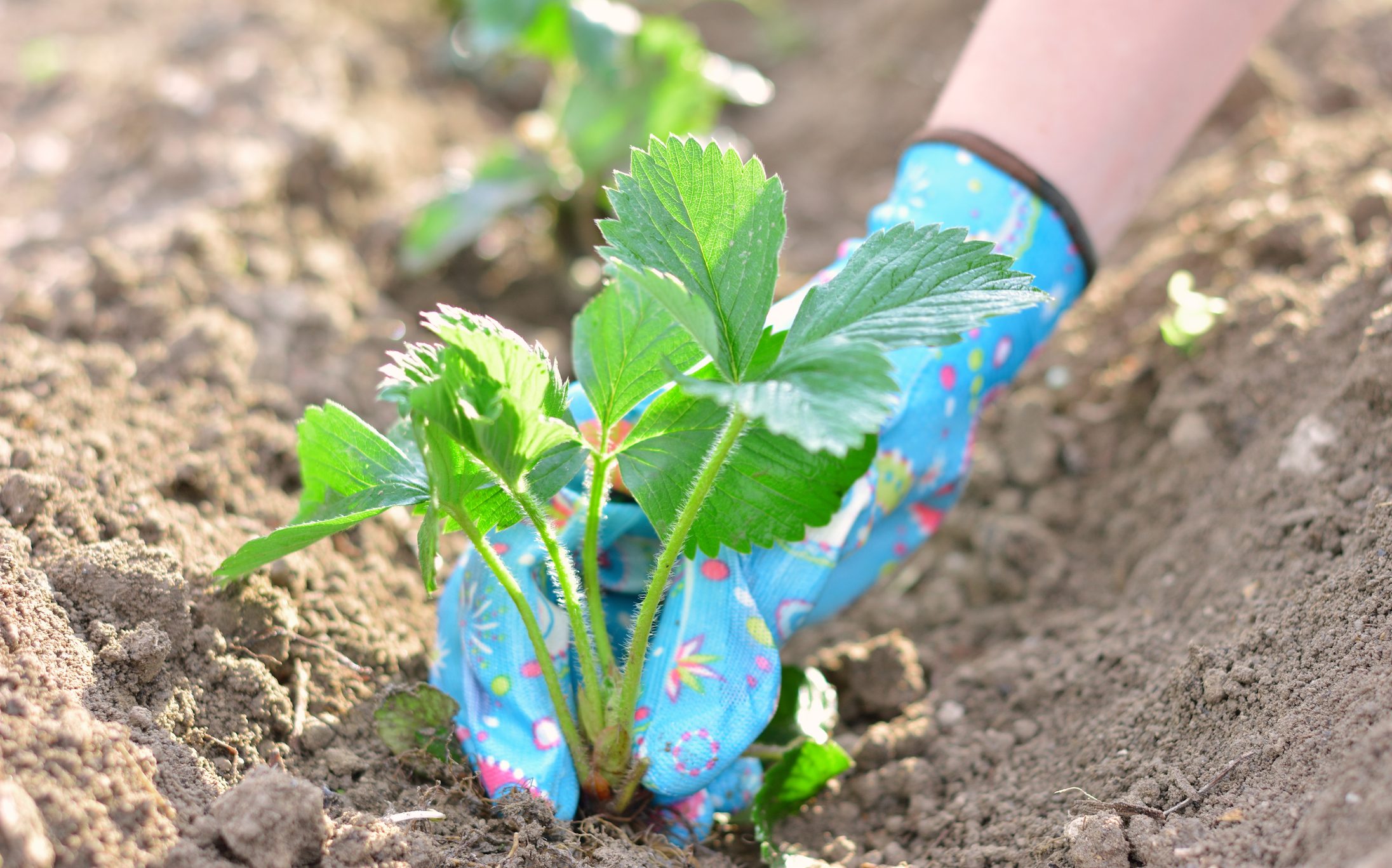 Woman planting a strawberry seedling