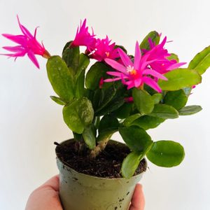 Spring Cactus