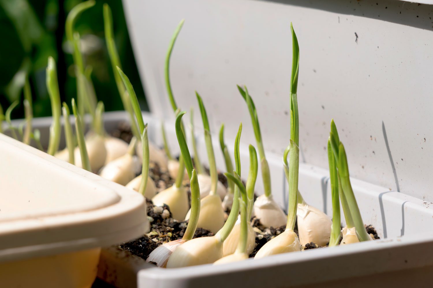 You Can Grow Garlic Indoors with Your Grocery Store Sprouted Garlic Cloves