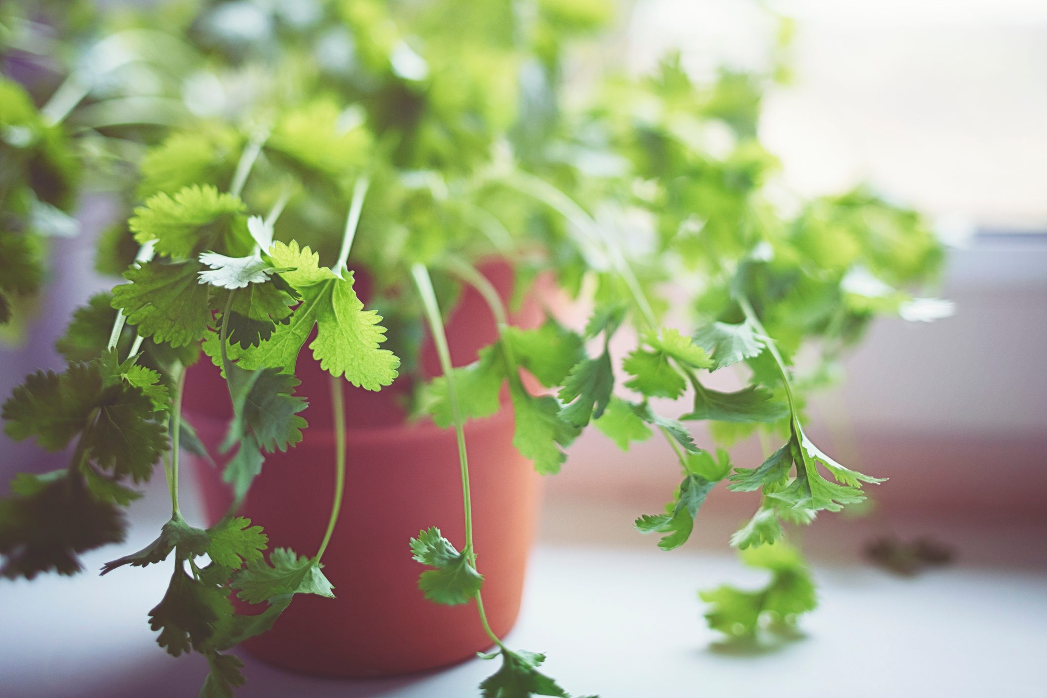 Fresh green Cilantro by the window in bright light