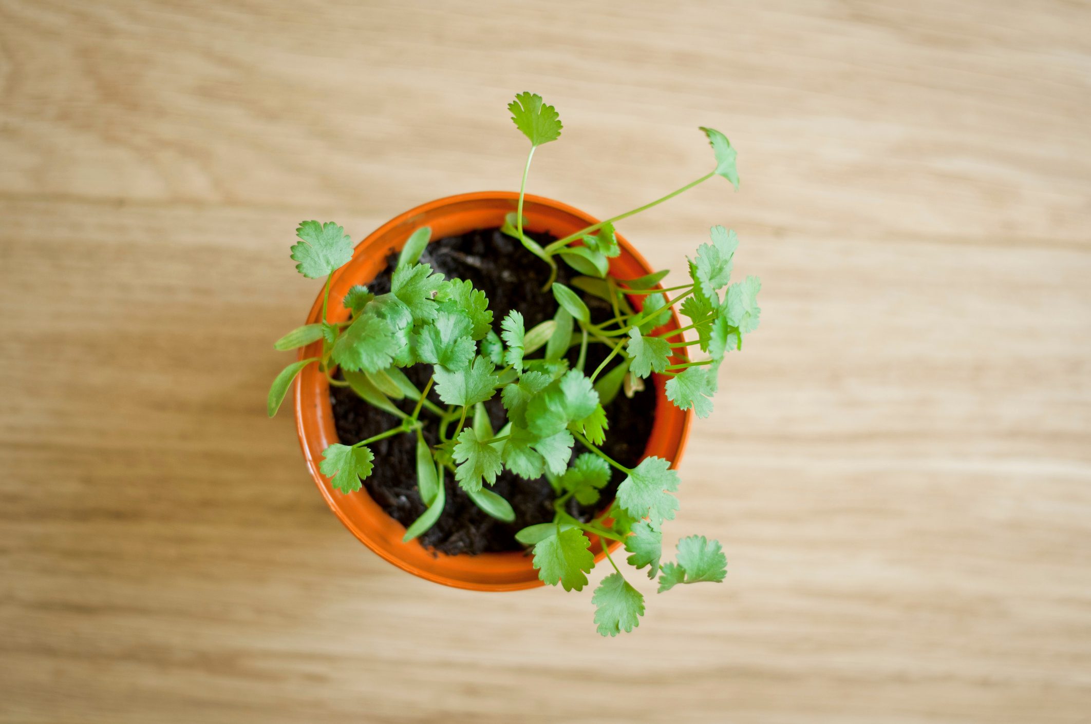 Pot of cilantro