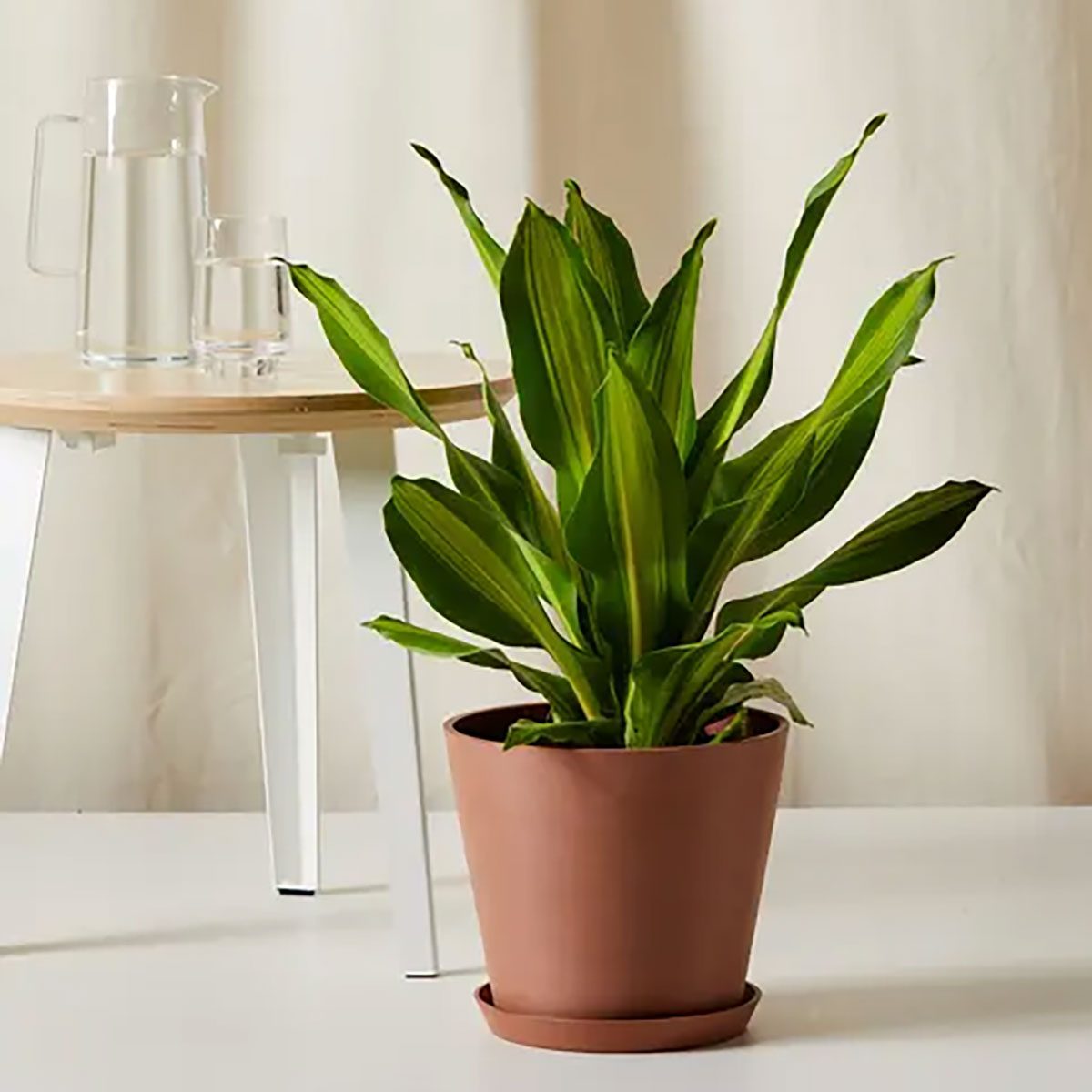 Dracaena Plant