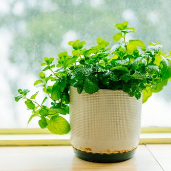 Mint plant pot indoor
