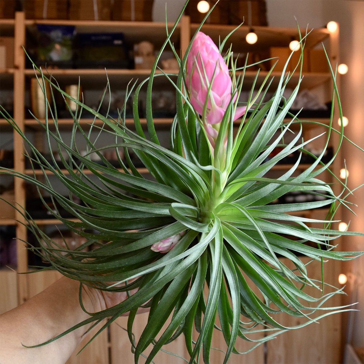 Tillandsia Stricta