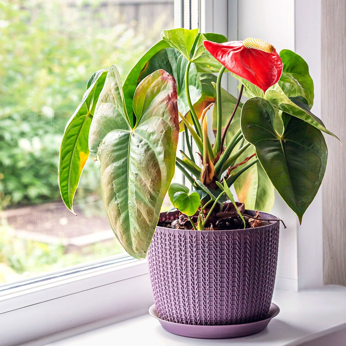 Anthurium Plant