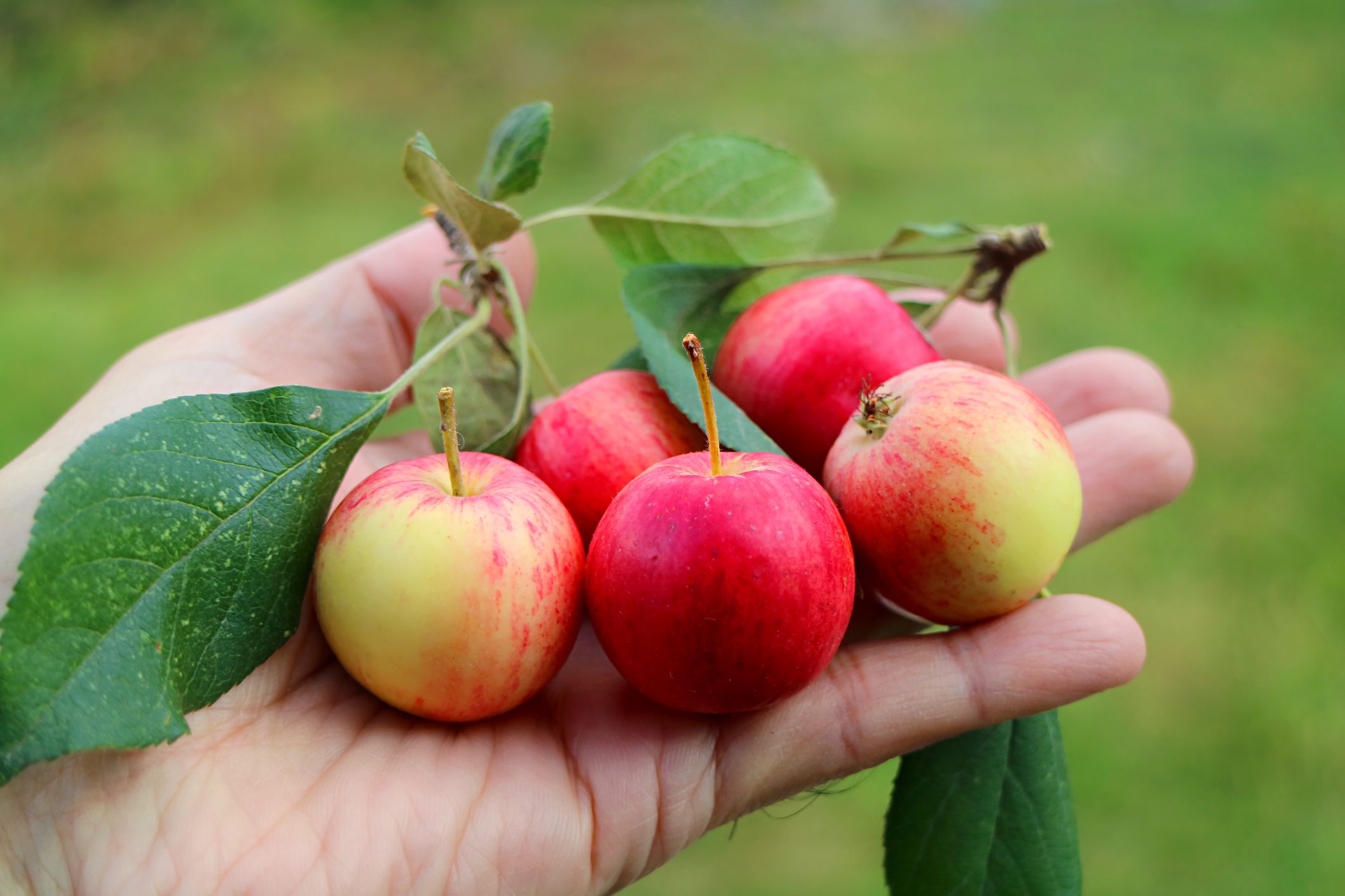 Can You Eat Crab Apples?