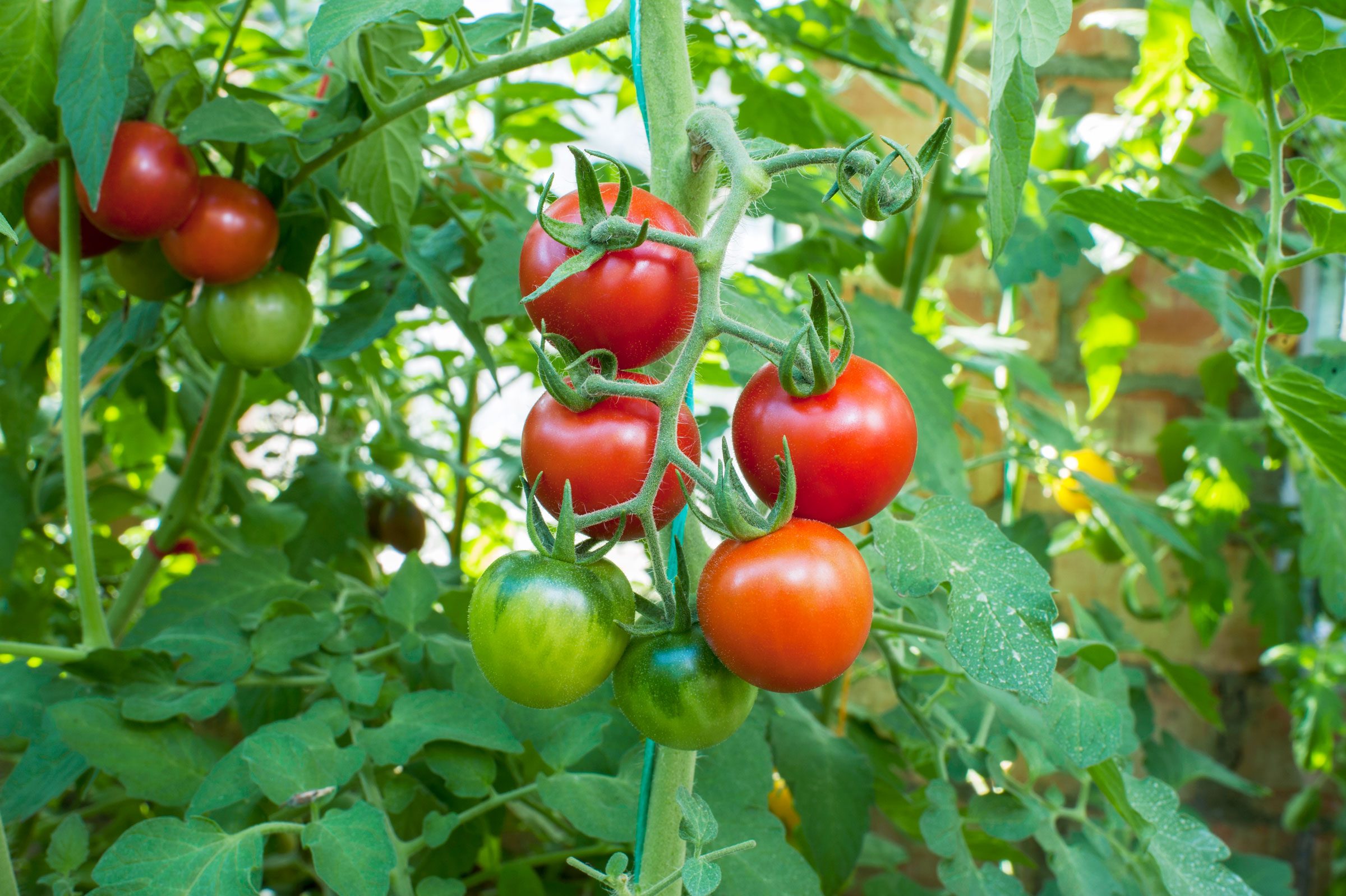tomatoes growing in a garden