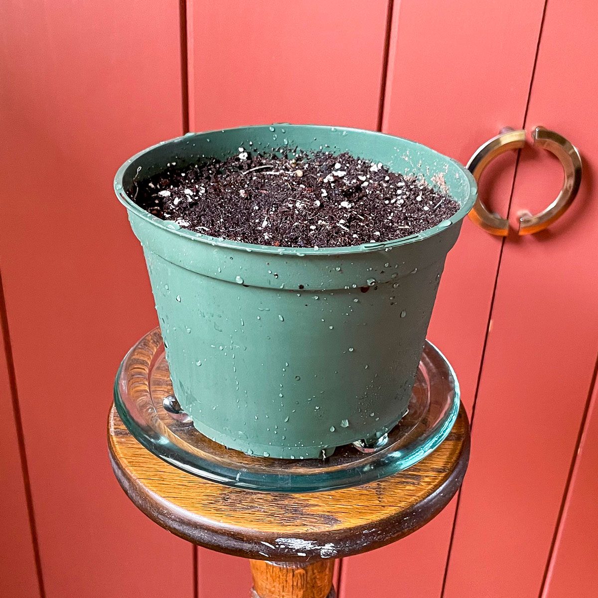 Harry & David Bulb Of The Month Club