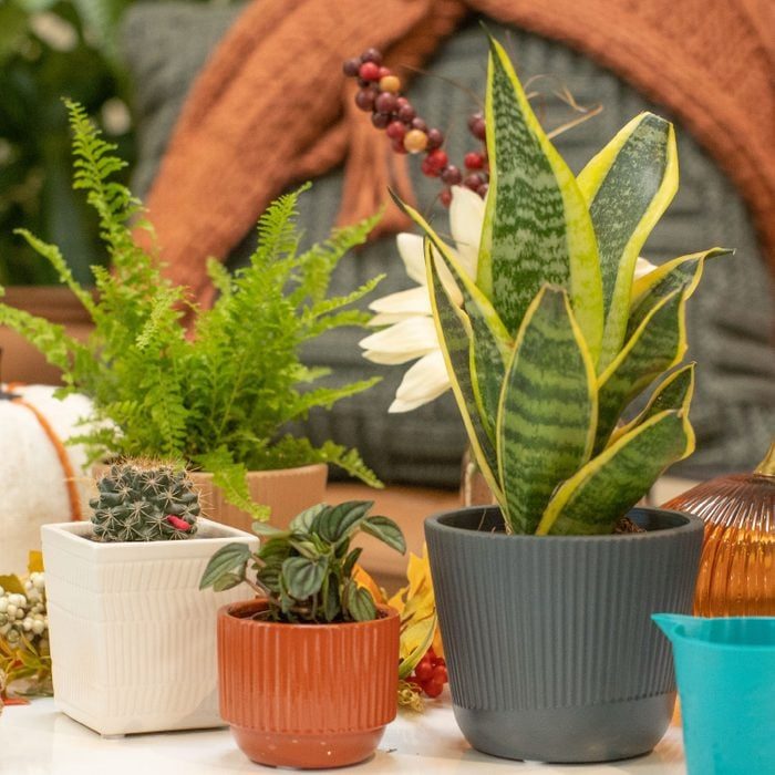 Houseplants From Costa Farms Via Amazon.com Ecomm