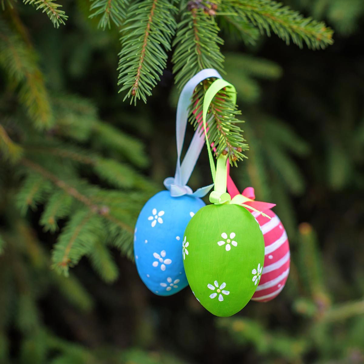 Three colorful easter eggs hanging on fir tree