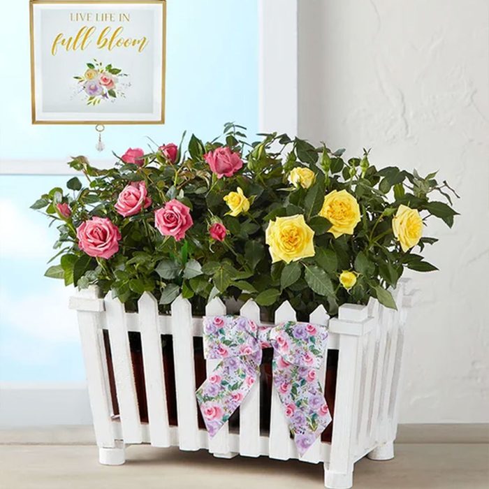Picket Fence Flower Basket